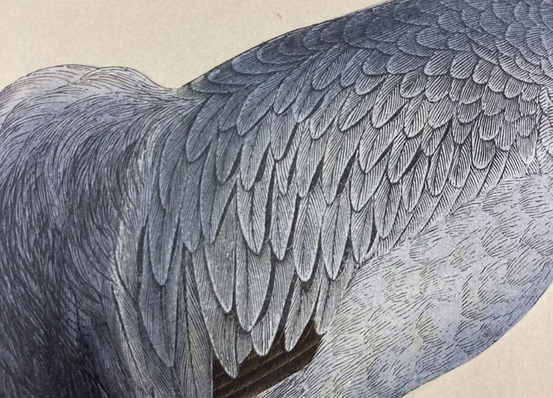 Detail of fourth image, back of a crane, colored wood engraving by Benjamin Fawcett, A History of British Birds, by Francis Orpen Morris, vol. 4, plate 195, p. 87, 1855 (Linda Hall Library)