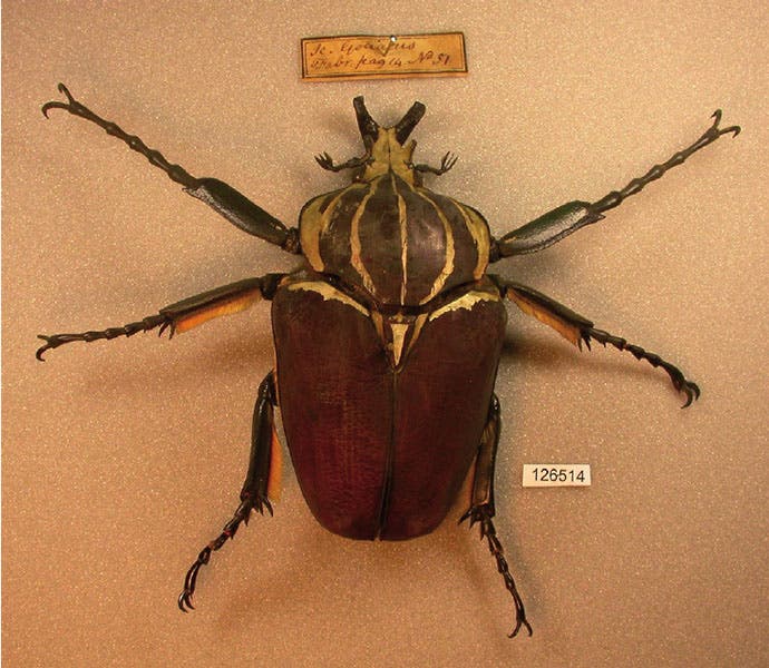Goliath beetle from the collection of William Hunter, now in the Hunterian Museum and Art Gallery, Glasgow (researchgate.net)