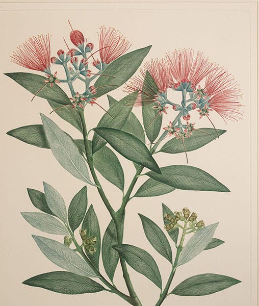 Detail of first image, Metrosideros excelsa, Pohutukawa or New Zealand Christmas tree, plate 445 in Banks’ Florilegium, 1980-90 (Linda Hall Library)