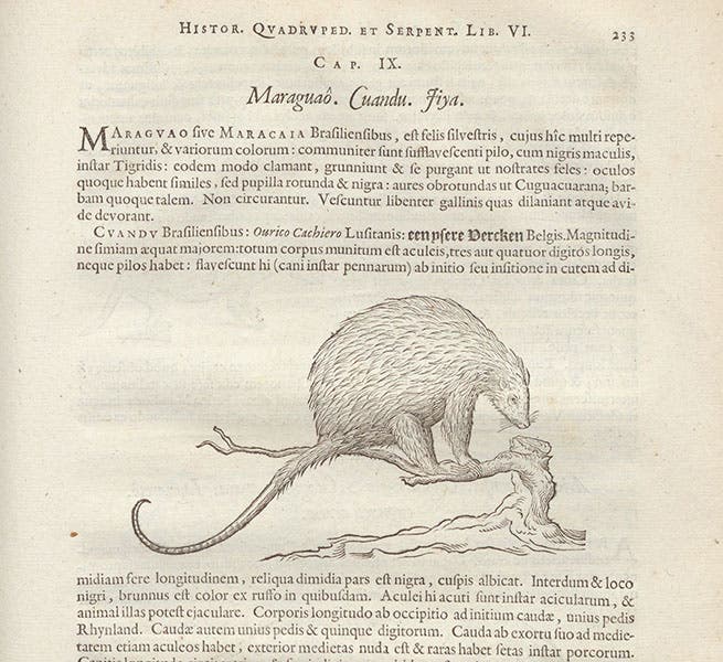 Cuandu, or Brazillian porcupine, woodcut, in Willem Piso, Georg Markgraf, and Joannes de Laet, Historia naturalis Brasiliae, p. 233, 1648 (Linda Hall Library)