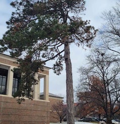 Austrian Pine winter