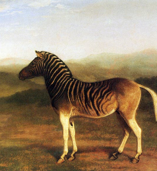 Painting of a live quagga, by Jacques-Laurent Agasse, under commission from George Douglas, early 1800s (Wikimedia commons)