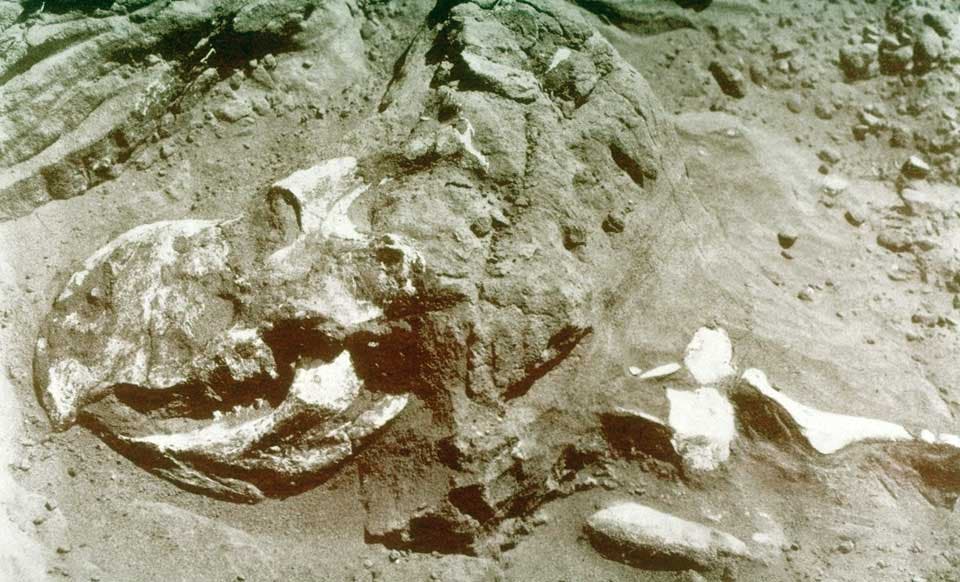 Dinosaur skill in the bedrock at Shabarakh Usu, Mongolia. This work was on display in the original exhibition as item 42. Image source: Matthew, William D.; Granger, Walter. "The most significant fossil finds of the Mongolian expeditions," in: Natural History, vol. 26 (1926), no. 5, frontispiece.