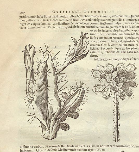 Prickly pear plant in Brazil, woodcut accompanying text by Willem Piso, in Historia naturalis Brasiliae, ed. by Johannes De Laet, 1648 (Linda Hall Library)