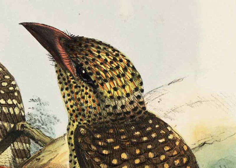 Pearl-spotted barbet, detail of fifth image, hand-colored lithograph by J.G. Keulemans, in A Monograph of the Capitonidae, or Scansorial Barbets, by Charles H.T. Marshall and George F.L. Marshall, 1870 (Linda Hall Library)