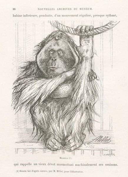Maurice the orangutan, at the Paris menagerie, pencil-sketch by Adolphe Millot, in Nouvelles Archives du Muséum d’Histoire Naturelle, ser. 3, vol. 7, 1895 (Linda Hall Library)