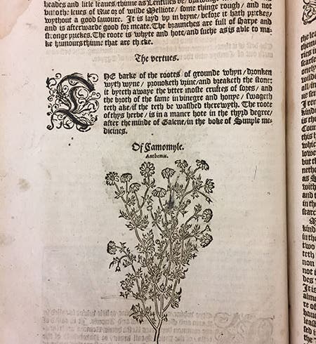Chamomile plant, article with woodcut, from William Turner, <i>Herbal</i>, 1568 (Linda Hall Library, iPhone photo by the author)