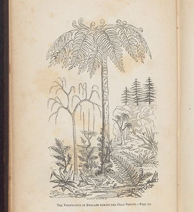 Reconstruction of plant life of the Carboniferous period, wood-engraved frontispiece, David Ansted, <i>Ancient World</i>, 1847 (Linda Hall Library)