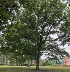 Stelloides Oak summer