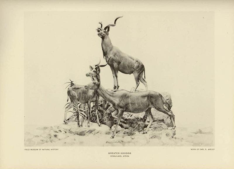 Greater Koodoo Grouping, taxidermic mount by Carl Akeley, Field Museum of Natural History, photogravure, 1927 (taxidermy4cash.com)
