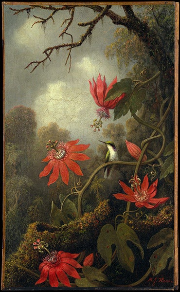 Hummingbird and Passionflowers, oil on canvas, by Martin Johnson Heade, 1875-85, Metropolitan Museum of Art, New York City (metmuseum.org)