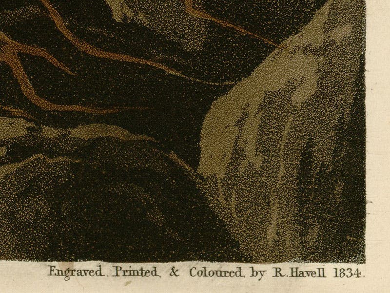 Detail of first image, Long-billed Curlew, showing the signatures of both Havells combined into one, and an additional glimpse of Havell’s aquatint technique (Wikimedia commons)