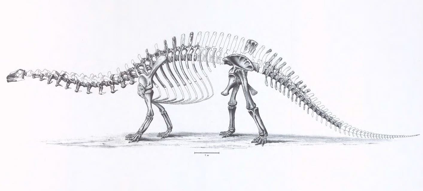 Brontosaurus restoration. This work is part of our History of Science Collection, but it was NOT included in the original exhibition. Image source: Ostrom, John H., and John Stanton McIntosh. Marsh's Dinosaurs: The Collections from Como Bluff. New Haven: Yale University Press, 1966, pl. 90.