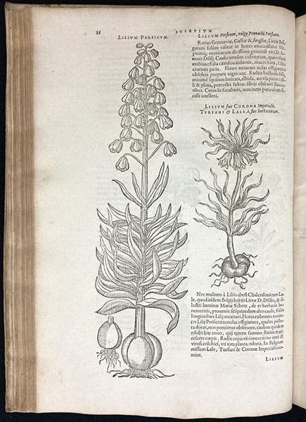 Persian lily and crown imperial, woodcuts in Plantarum seu stirpium historia, by Matthias de L’Obel, p. 86, 1576 (Linda Hall Library)