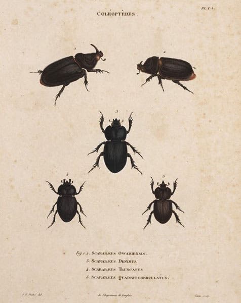 Scarabeus specimens (beetles), engraved after drawings by Jean-Gabriel Pretre, in Ambroise Palisot de Beauvois, Insectes recueillis en Afrique et en Amérique, 1805 (Linda Hall Library)