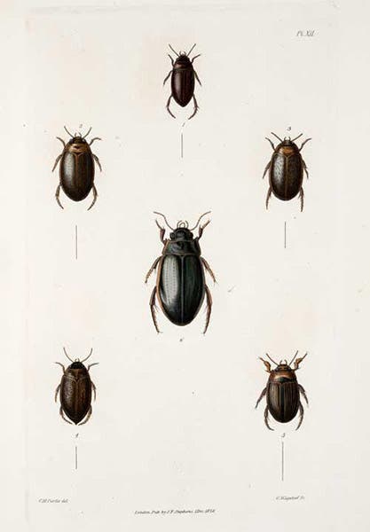 Six beetles in the genus Colymbetes, hand-colored engraving, in James Francis Stephens, Illustrations of British Entomology, vol. 2, 1829 (Linda Hall Library)