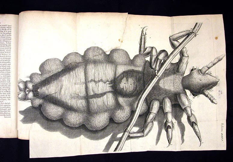 Louse, engraving, scheme 35, Robert Hooke, Micrographia, 1665 (Linda Hall Library)