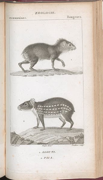 Agouti and paca, engraving by Jean-Gabriel Prêtre, in Dictionnaire des sciences naturelles, ed. by Frédéric Cuvier, plate vol.7, 1816-30 (Linda Hall Library)