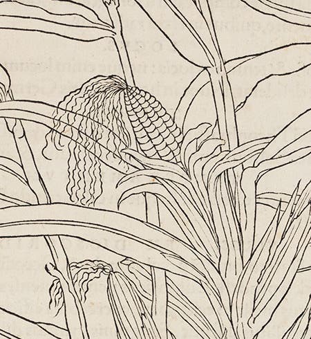 Maize, detail of woodcut from Leonhart Fuchs, <i>De historia stirpium</i>, 1542 (Linda Hall Library)