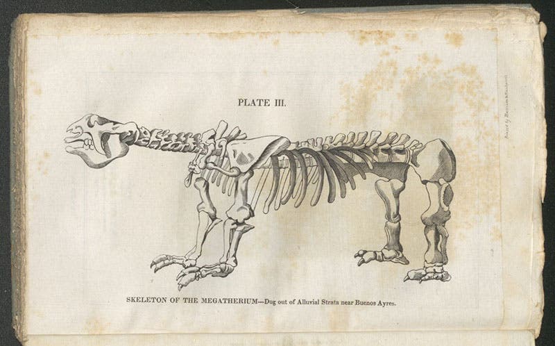 Skeleton of a Megatherium, engraving copied from Robert Jameson’s edition of Cuvier’s Essay, in Samuel Latham Mitchill (ed.), Essay on the Theory of the Earth, by Georges Cuvier, 1818 (Linda Hall Library)