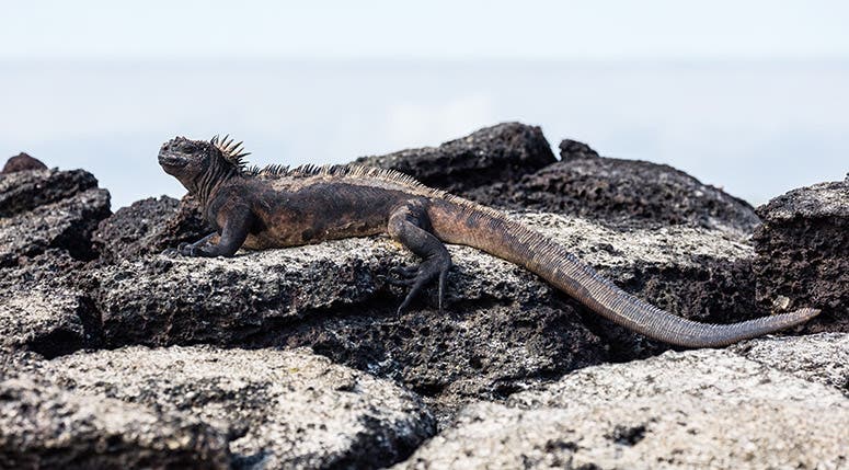 Marine iguana, Galápagos Islands, recent photograph (Wikimedia commons)