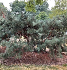 Arts Blue Scotch Pine summer