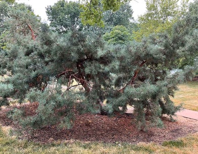 Arts Blue Scotch Pine summer