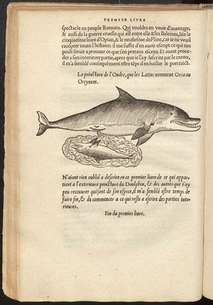 Orca with a newborn and its placenta, woodcut in L'histoire naturelle des estranges poissons marins, by Pierre Belon, 1551 (Linda Hall Library)