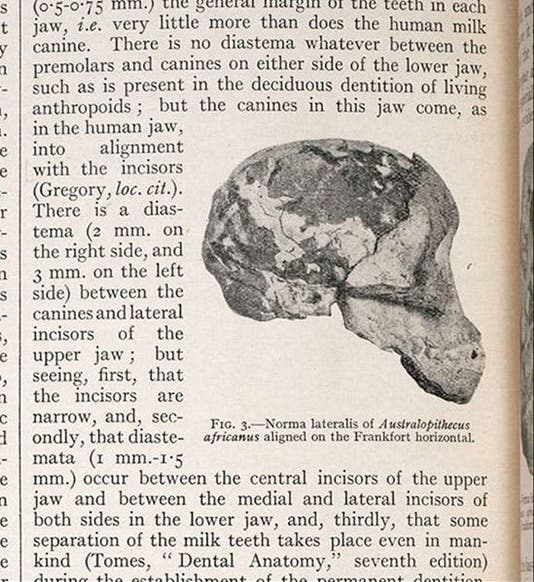 Side view of the Taung skull, with brain cast, detail of photograph from “Australopithecus africanus: The man-ape of South Africa,” by Raymond Dart, Nature, vol. 115, Feb. 7, 1925 (Linda Hall Library)