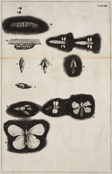 Pupal stages of a butterfly, engraved plate, Jan Swammerdam, Historia insectorum generalis, 1669 (Linda Hall Library)