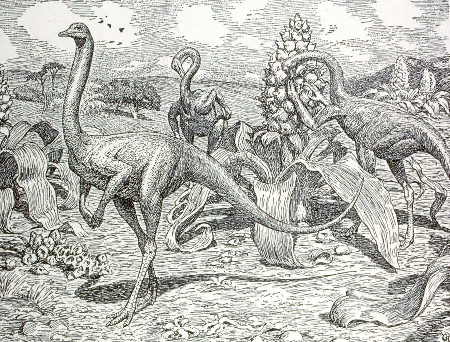 Restoration of Struthiomimus. This work was on display in the original exhibition as item 44. Image source: Heilmann, Gerhard. The Origin of Birds. New York, D. Appleton & Company, 1927, p. 184.