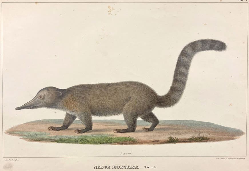 Coati (Nasua montana), lithograph by Joseph Dinkel, Untersuchungen über die Fauna Peruana, by Johann Jakob von Tschudi, vol. 1, Therologie, plate 5, 1844 (Linda Hall Library)