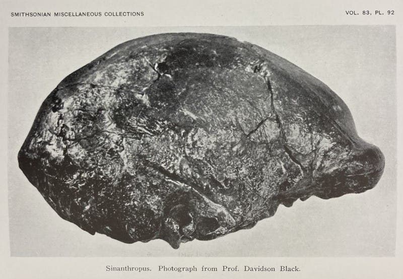 Peking Man skullcap, photograph by Davidson Black, added at the last minute to the final pages of The Skeletal Remains of Early Man, by Aleš Hrdlickǎ, 1930 (Linda Hall Library)