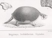 Glyptodont, or giant armadillo, detail of lithograph in Traité de paléontologie, Atlas, by François-Jules Pictet, plate 8, 1853-57 (Linda Hall Library)  