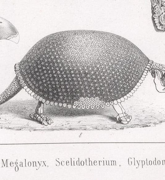 Glyptodont, or giant armadillo, detail of lithograph in Traité de paléontologie, Atlas, by François-Jules Pictet, plate 8, 1853-57 (Linda Hall Library)