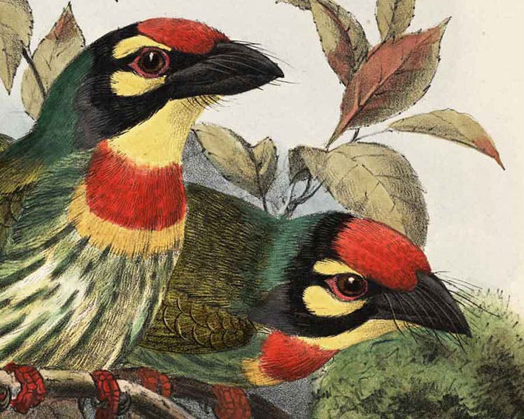 Detail of second image, crimson breasted barbet, hand-colored lithograph (Linda Hall Library)