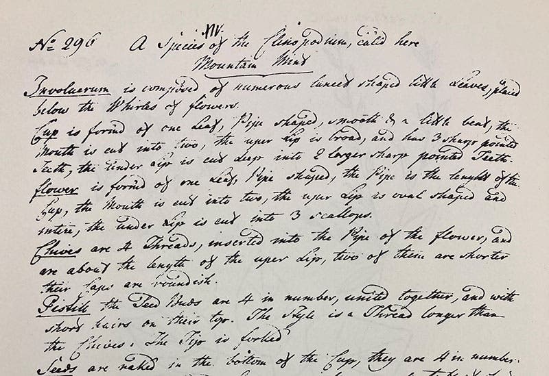 Hand-written description of no. 296 Clinopodium or mountain mint, detail of larger sheet, in the hand of Jane Colden, Botanic Manuscript of Jane Colden, 1724-1766, ed. by H. W. Rickett, 1963 (Linda Hall Library)