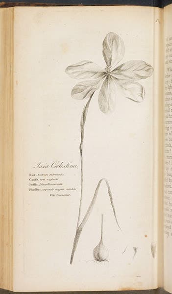 Drawing of Bartram's ixia (Calydorea coelestina), by William Bartram, engraving in his Travels, 1792 London edition (Linda Hall Library)