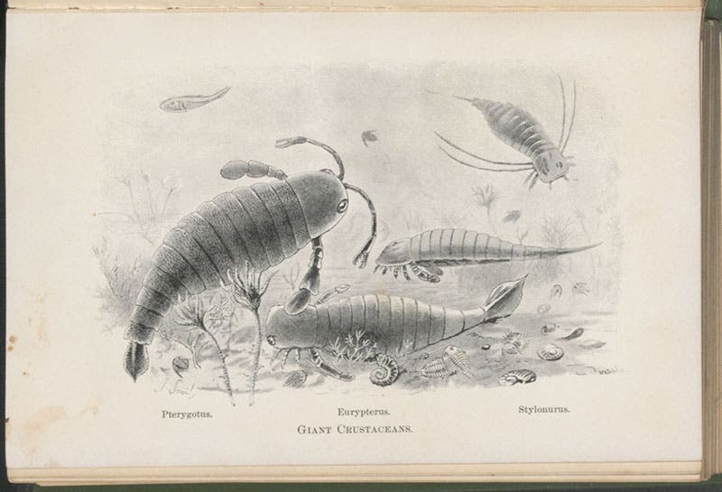 Giant crustaceans, drawing by Cecil Aldin, in Animals before Man in North America, by Frederic A. Lucas, 1902 (Linda Hall Library)