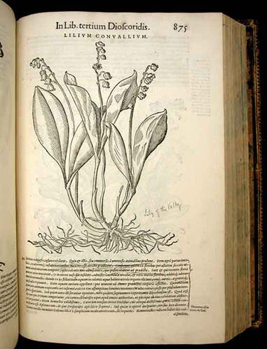 Lily-of-the-Valley, woodcut by Giorgio Liberale and Wolfgang Meyerpeck, in Pietro Andrea Mattioli, <i>Commentarii in sex libros Pedacii Dioscoridis Anazarbei De medica materia</i>, 1565 (Linda Hall Library)