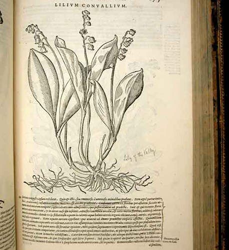 Lily-of-the-Valley, woodcut by Giorgio Liberale and Wolfgang Meyerpeck, in Pietro Andrea Mattioli, <i>Commentarii in sex libros Pedacii Dioscoridis Anazarbei De medica materia</i>, 1565 (Linda Hall Library)