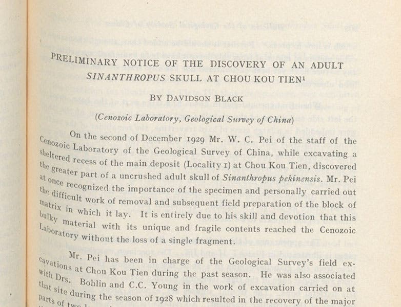 First page of Davidson Black’s paper announcing the discovery of the first Peking man (Sinanthropus) skullcap in 1929, detail, Bulletin of the Geological Society of China, vol. 8, 1929 (Linda Hall Library)