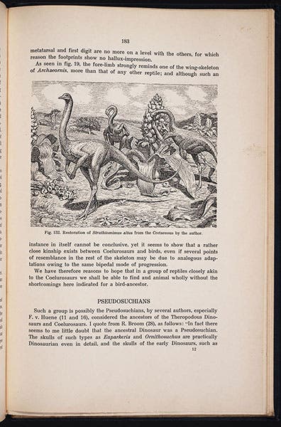 “Restoration of Struthiomimus altus from the Cretaceous by the author,” Gerhard Heilmann, The Origin of Birds, 1926 (Linda Hall Library)
