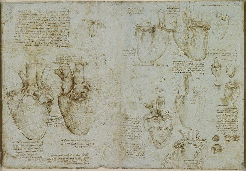 The heart, coronary arteries, and tricuspid valve; pen and ink on blue paper; by Leonardo da Vinci, ca 1511-13, no. 919073, Royal Library, Windsor (rct.uk)