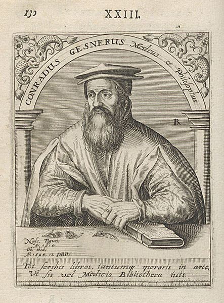 Portrait of Conrad Gessner, engraving by Theodor de Bry, in Icones quinquaginta virorum illustrium, Jean-Jacques Boissard, vol. 4, 1597-99 (Linda Hall Library)