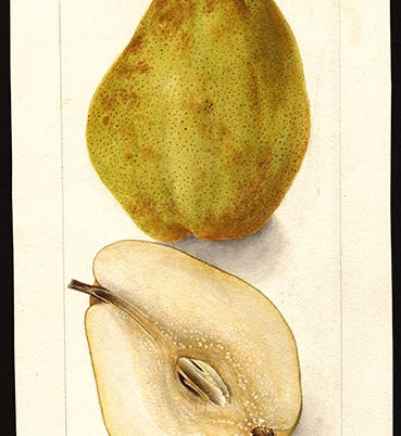Kieffer pear from Woodwardville, Maryland, watercolor by Deborah Passmore, 1901, Pomological Watercolor Collection, U.S. Department of Agriculture, National Agricultural Library (Wikimedia commons).