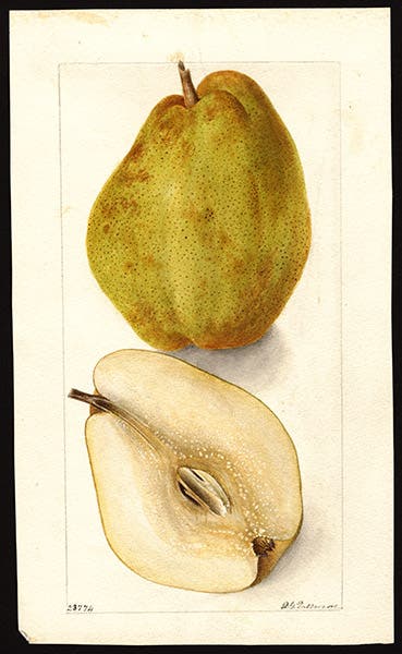Kieffer pear from Woodwardville, Maryland, watercolor by Deborah Passmore, 1901, Pomological Watercolor Collection, U.S. Department of Agriculture, National Agricultural Library (Wikimedia commons)