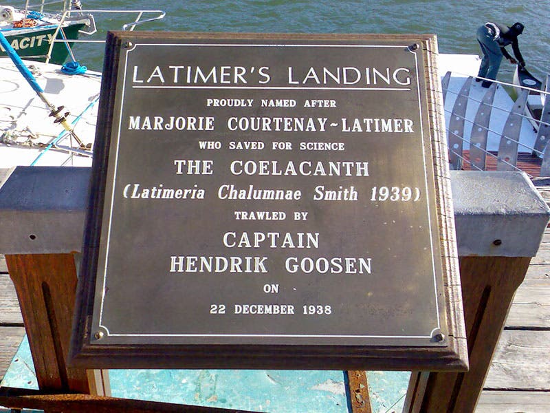 Plaque on the landing at East London, RSA, commemorating Marjorie Courtenay-Latimer and the capture of the first coelacanth, Dec. 22, 1938 (Wikimedia commons)