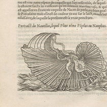 A paper nautilus, woodcut in L'histoire naturelle des estranges poissons marins, by Pierre Belon, 1551 (Linda Hall Library)