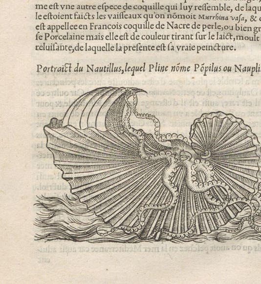 A paper nautilus, woodcut in L'histoire naturelle des estranges poissons marins, by Pierre Belon, 1551 (Linda Hall Library)
